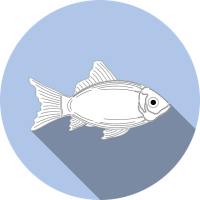 fish-1004745_640